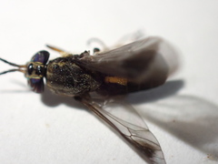 Chrysops univittatus