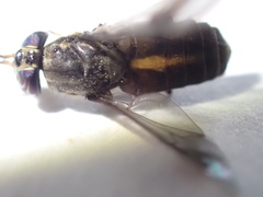 Chrysops univittatus