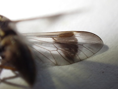 Chrysops univittatus