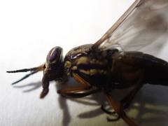 Chrysops univittatus