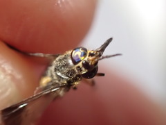 Chrysops univittatus