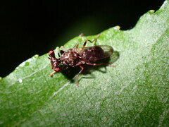 Sphyracephala brevicornis