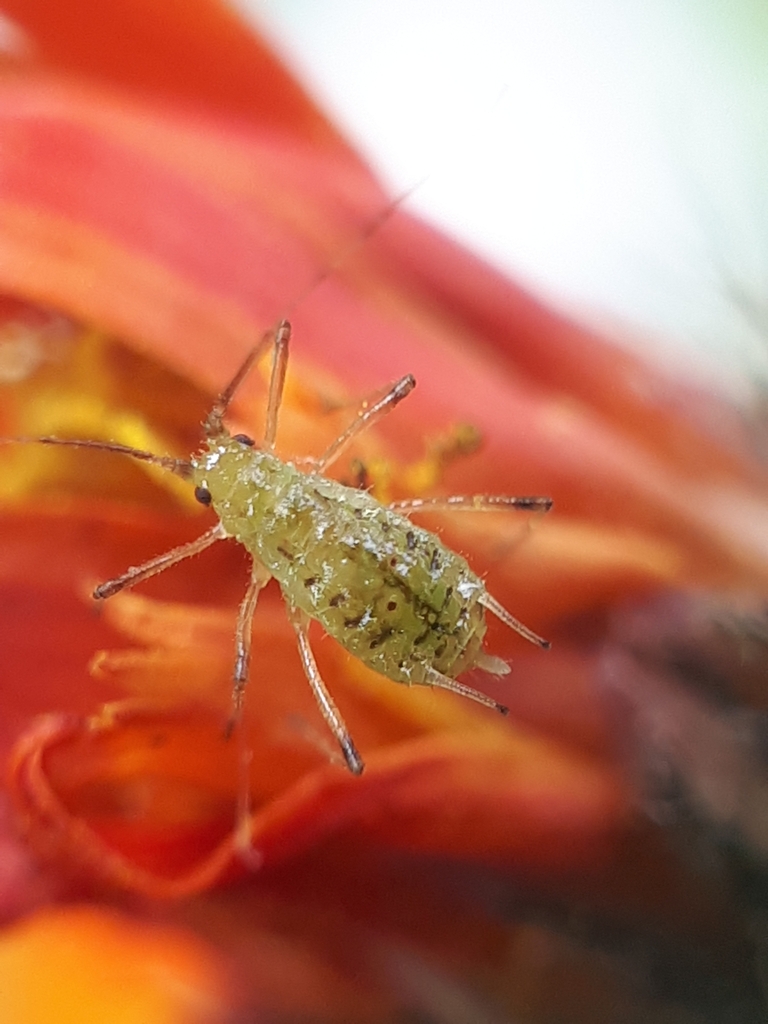 Hawkweed Aphid