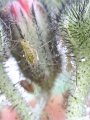 Nasonovia pilosellae