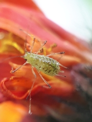 Nasonovia pilosellae