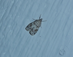 Scoparia pyralella