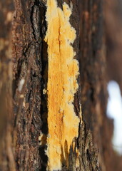 Gloeoporellus merulinus