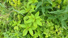 Impatiens glandulifera