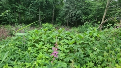 Impatiens glandulifera