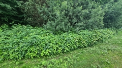 Impatiens glandulifera