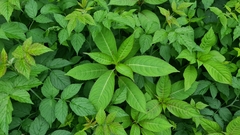 Impatiens glandulifera