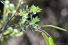 Tephrosia grandiflora