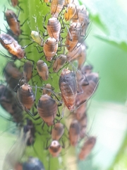 Metopeurum fuscoviride