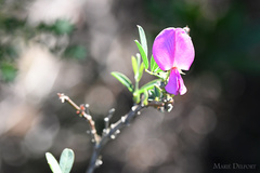 Tephrosia grandiflora