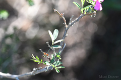 Tephrosia grandiflora