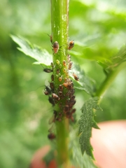 Metopeurum fuscoviride