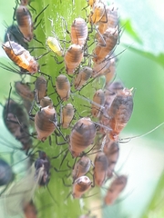 Metopeurum fuscoviride