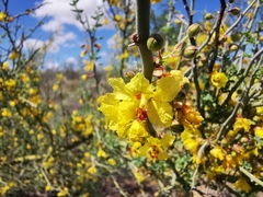 Parkinsonia texana texana