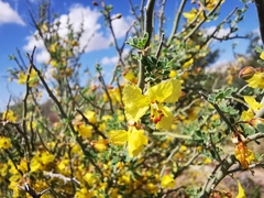 Parkinsonia texana texana