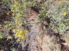Parkinsonia texana texana