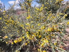 Parkinsonia texana texana