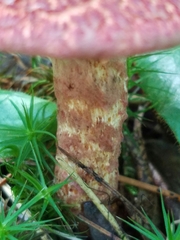 Suillus spraguei image