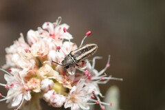 Acmaeoderini
