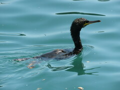 Gulosus aristotelis