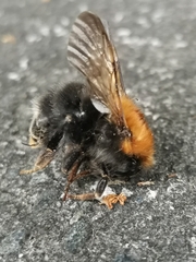 Bombus hypnorum