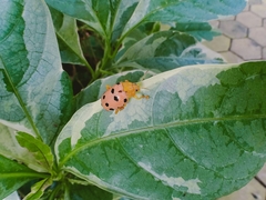 Podontia quatuordecimpunctata