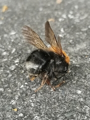 Bombus hypnorum