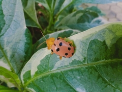 Podontia quatuordecimpunctata