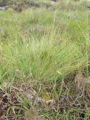 Trichophorum cespitosum germanicum