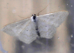 Scopula incanata