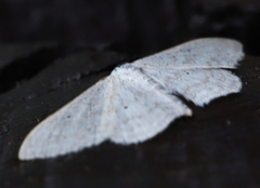 Idaea straminata