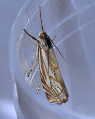 Xanthocrambus lucellus
