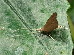 Thubana deltaspis