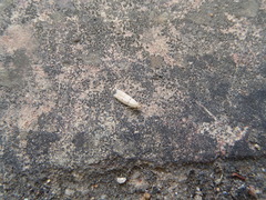 Symmocoides oxybiella