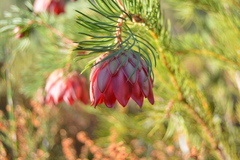 Protea nana