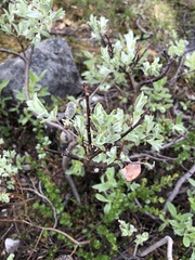 Salix lapponum