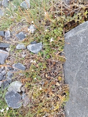 Epilobium brunnescens