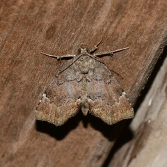 Cutina aluticolor