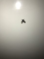 Clogmia albipunctata