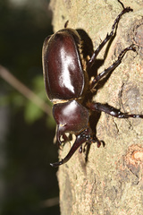 Trypoxylus dichotomus tsunobosonis