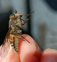 Hybomitra bimaculata