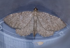 Philereme vetulata
