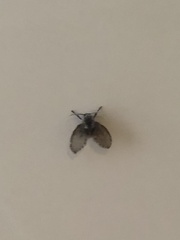 Clogmia albipunctata