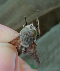 Hybomitra bimaculata