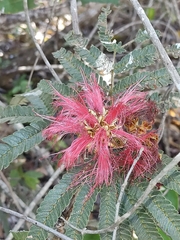Calliandra dysantha