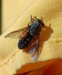 Hybomitra bimaculata